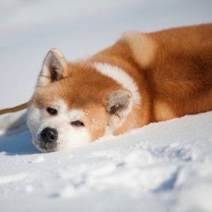 Meet your Posher, Barry